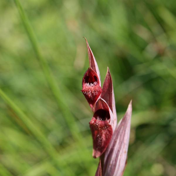 Serapia vomeracea